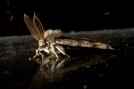 Wyr&oacute;żnienie &ndash; Paulina Kasperek;
zdjęcie: &bdquo;Motyl-monochrome&rdquo;
