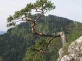 Źr&oacute;dło: pl.wikipedia.org