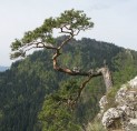 Zapraszamy na spotkanie konsultacyjne  - utworzenie geoparku UNESCO "Pieniny", kt&oacute;re odbędzie się 05.06.2014r. w PPWSZ  